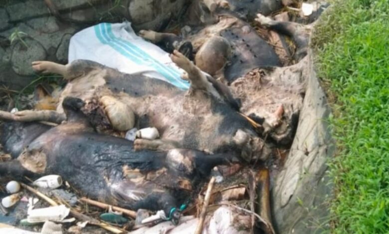 Dinas Kesehatan Sulsel Diminta Segera Antisipasi Wabah Flu Babi Afrika