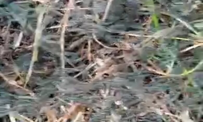 Fenomena Langka Terjadi di Gorontalo, Jutaan Udang Bergorombol Naik ke Darat