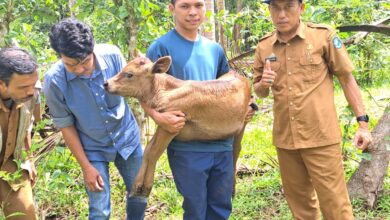 Pembibitan sapi unggul ini menjadi program dari Kampung Sapi yang telah dicanangkan beberapa waktu yang lalu di Desa Salassae Kecamatan Bulukumpa.