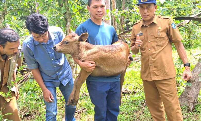 Pembibitan sapi unggul ini menjadi program dari Kampung Sapi yang telah dicanangkan beberapa waktu yang lalu di Desa Salassae Kecamatan Bulukumpa.