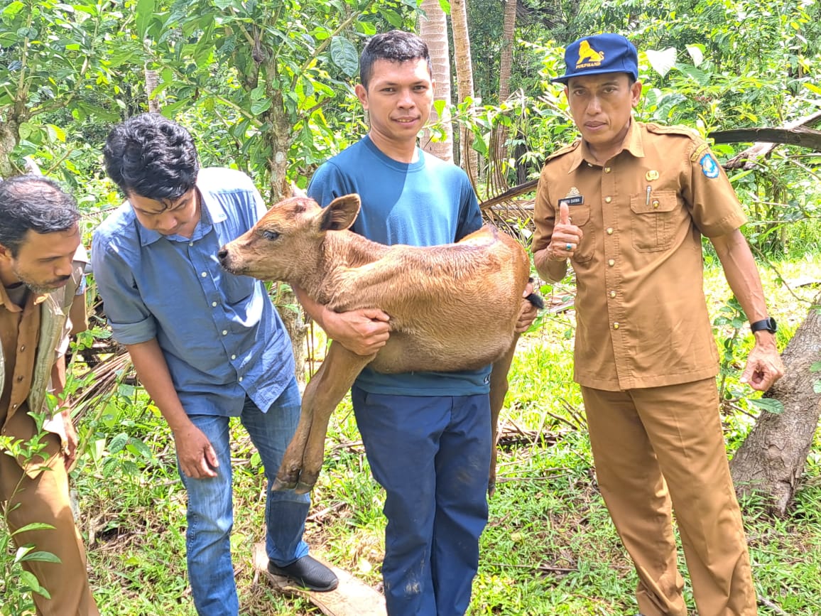 Pembibitan sapi unggul ini menjadi program dari Kampung Sapi yang telah dicanangkan beberapa waktu yang lalu di Desa Salassae Kecamatan Bulukumpa.