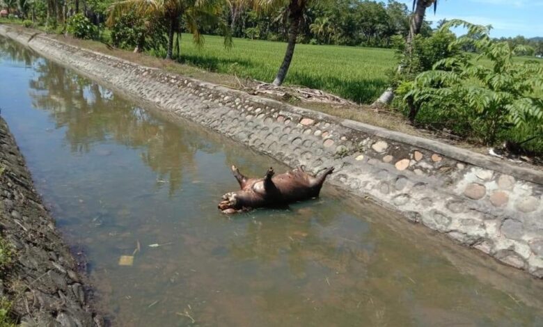Bangkai babi yang terjangkit Flu Babi Afrika dibuang sembarangan di saluran irigasi