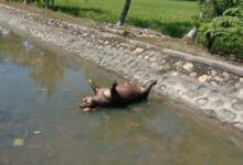 Bangkai babi yang terjangkit Flu Babi Afrika dibuang sembarangan di saluran irigasi