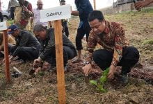 20 Tahun Vakum Wajo Kembali Produksi Kokon, Bupati Amran Berterima Kasih ke Gubernur Andi Sudirman