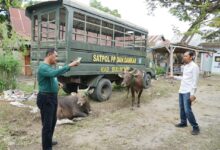 Dua Hari Operasi, Delapan Ekor Sapi Liar Ditangkap