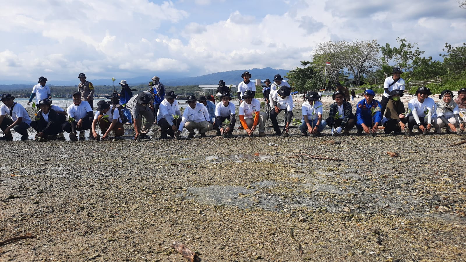 Kolaborasi dengan PLN dan Komunitas PemerhatinLingkungan, Pemkot Palu Tanam 1.100 Bibit Mangrove di Pantai Bulu Pountu