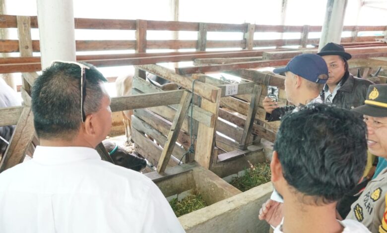 Peternak Sapi Bulukumba Kembali Pasok Sapi Kurban ke Kalimantan Utara, Dua Kali Lipat dari Tahun Lalu
