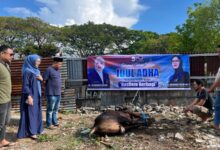 DPC NasDem Makassar Berbagi Daging Kurban di 15 Kecamatan