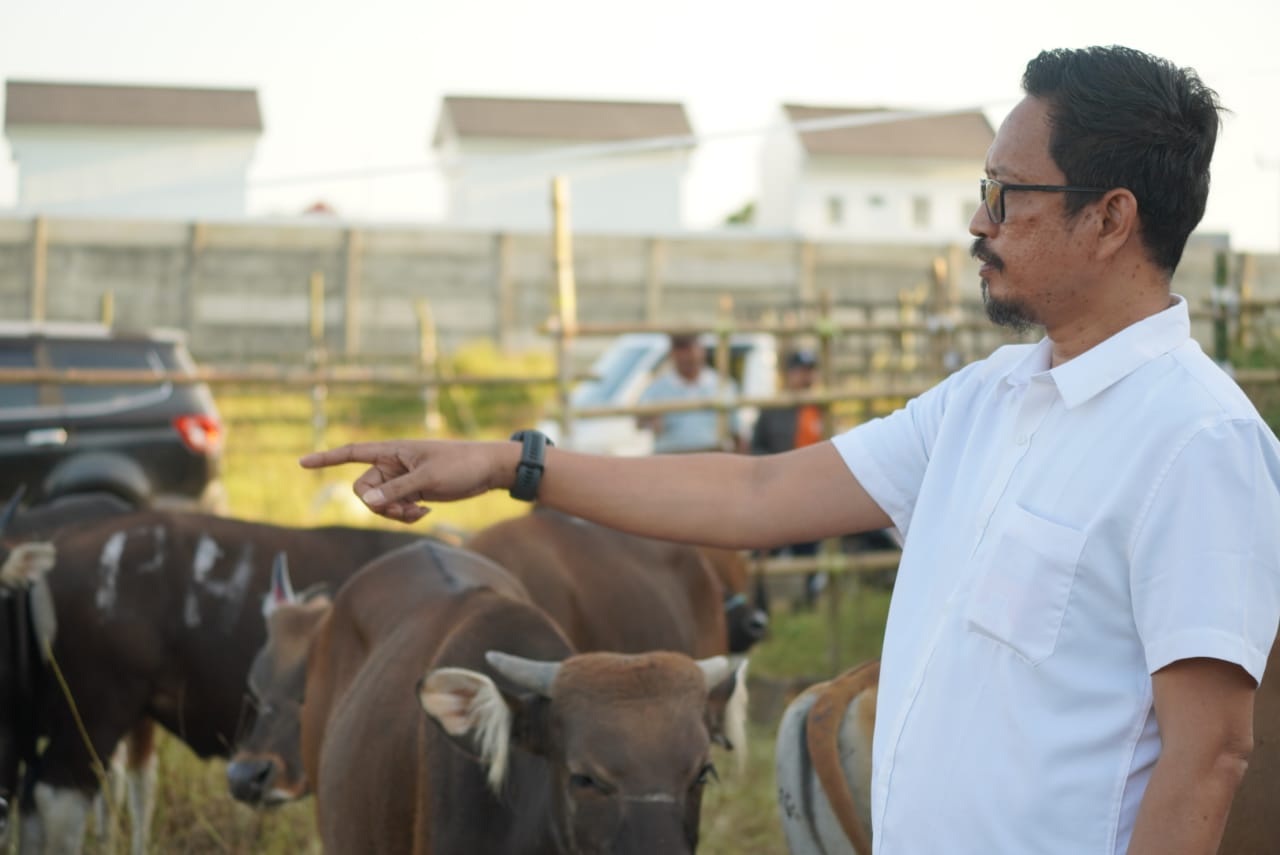 PD RPH Makassar Datangkan Ratusan Ekor Sapi Kurban dari Sumbawa