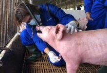 Dua Provinsi di Sulawesi "Dihantui" Wabah Flu Babi Afrika