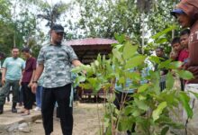 Gerakan Penghijauan, Gubernur Andi Sudirman Tanam 500 Pohon Produktif di Bone