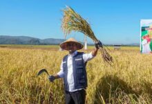 Bersama Petani, Gubernur Andi Sudirman Panen dan Tanam Mandiri Benih Padi di Maros