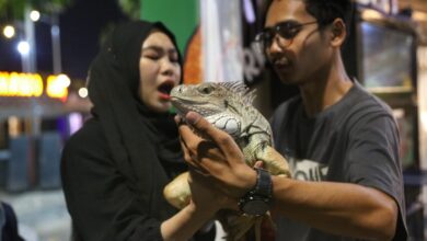 Makassar F8 Sajikan Pengalaman Belajar tentang Fauna yang Menginspirasi