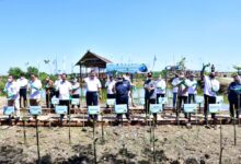 Di Era Gubernur Andi Sudirman, Masif Dilakukan Penanaman Mangrove di Wilayah Pesisir Sulsel