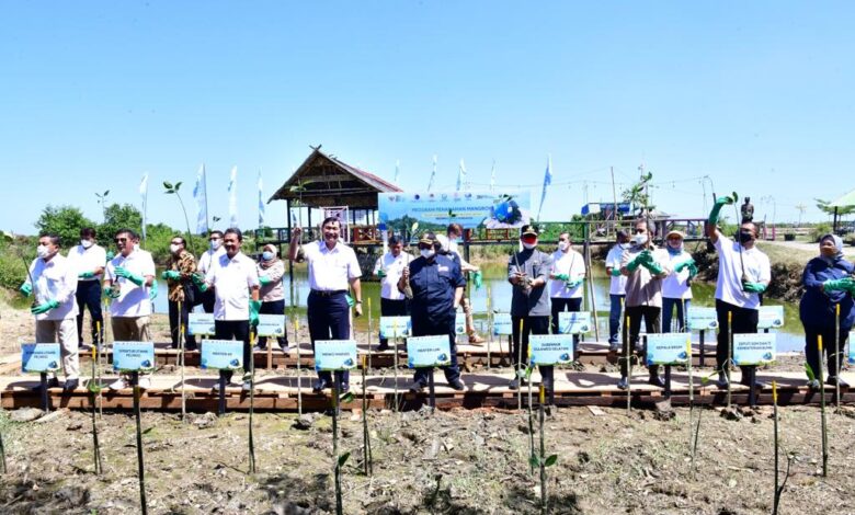 Di Era Gubernur Andi Sudirman, Masif Dilakukan Penanaman Mangrove di Wilayah Pesisir Sulsel