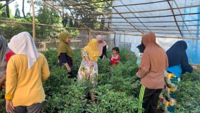 Lurah Bersama KWT Mapasituju Panen Cabai