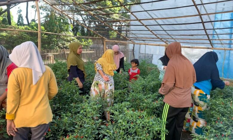 Lurah Bersama KWT Mapasituju Panen Cabai