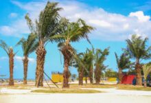 Percantik Pantai Merpati, DLHK Bulukumba Tanami Pohon Sawit