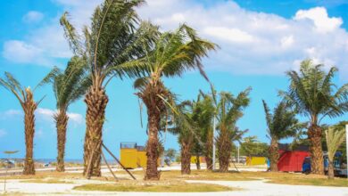 Percantik Pantai Merpati, DLHK Bulukumba Tanami Pohon Sawit