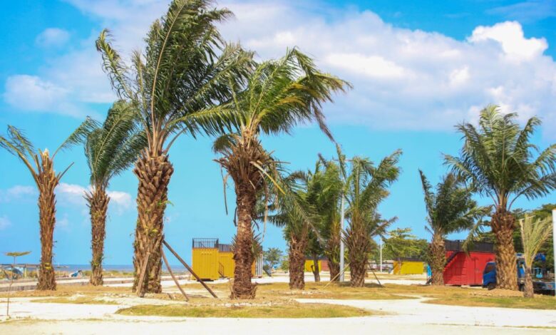 Percantik Pantai Merpati, DLHK Bulukumba Tanami Pohon Sawit
