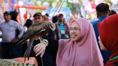 Damkar Kota Makassar Pamerkan Satwa Liar Burung Elang dan Buaya Hasil Evakuasi
