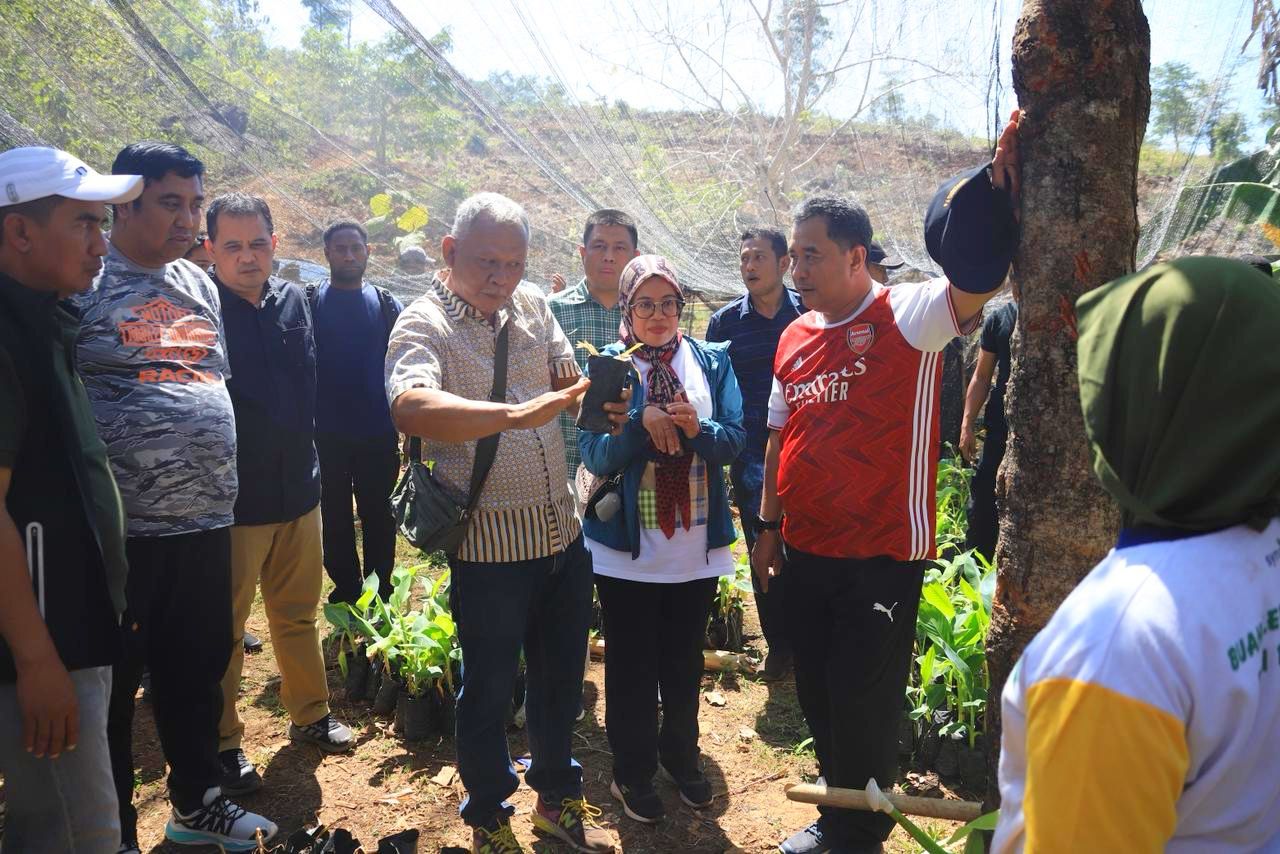 Pj Gubernur Bahtiar Tinjau Perkebunan di Desa Swasembada Toddopulia, Dorong Gerakan Gemar Menanam Pisang