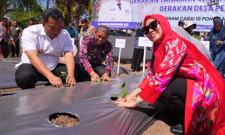 Sofha Marwah Bahtiar Mulai Gerakan Tanam Cabai di Kabupaten Wajo