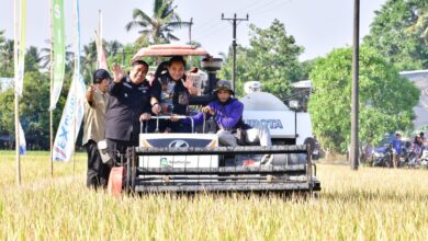 Pj Gubernur Bahtiar Panen Raya Padi Bersama Petani di Tengah El Nino