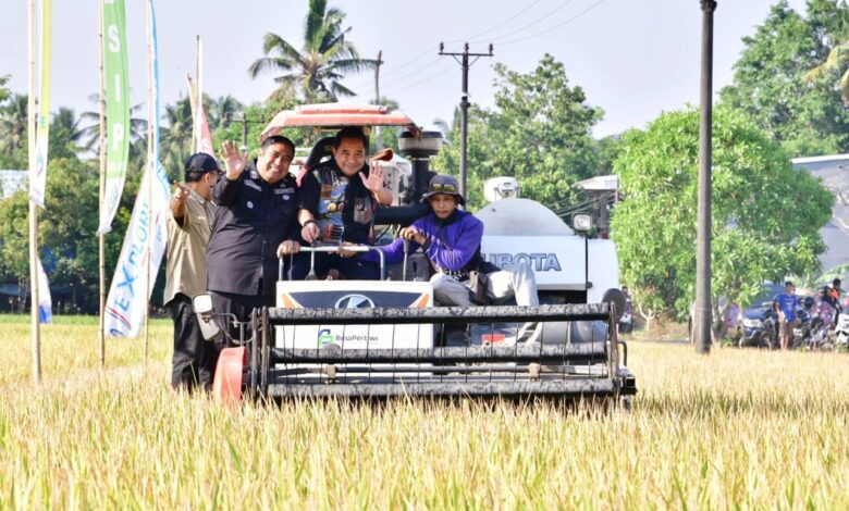 Pj Gubernur Bahtiar Panen Raya Padi Bersama Petani di Tengah El Nino