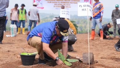 Pj Gubernur Sulsel Tanam Pisang di Lahan 20 Hektare di Sinjai