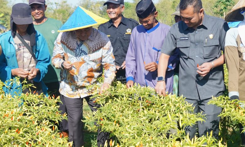 Pj Gubernur Bahtiar Panen Cabai Varietas Cakra Putih, Petani: Alhamdulillah, Hasilnya Bisa Naik Haji