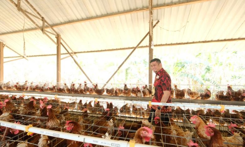 Sektor Peternakan di Kabupaten Gowa Dinilai Berpotensi Besar