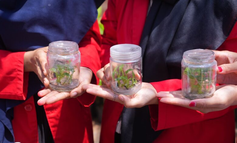 Jutaan Bibit Pisang Cavendish Dilaunching di Pusat Pembibitan Unhas