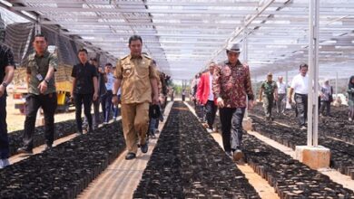 Pertama di Indonesia, Pemprov Sulsel Bangun Sekolah Vokasi Budidaya Pisang