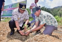 Pemkot Palopo Siapkan 48 Hektare Lahan untuk Budidaya Pisang