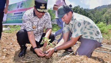 Pemkot Palopo Siapkan 48 Hektare Lahan untuk Budidaya Pisang