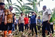 Kunjungi Kampung Pisang di Pinrang, Pj Gubernur Bahtiar Perlihatkan Cara Cepat Perbanyak Anakan