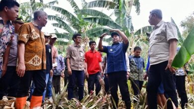 Kunjungi Kampung Pisang di Pinrang, Pj Gubernur Bahtiar Perlihatkan Cara Cepat Perbanyak Anakan