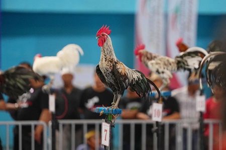Kontes Ayam Ketawa Gubernur Cup 2023, Diakui Awal Kebangkitan Ayam Khas Sulsel