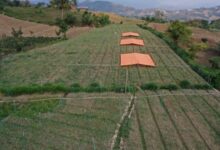 Atasi Masalah Petani Bawang Merah di Enrekang, Pemprov Sulsel Siapkan Skema Bisnis Hulu Hingga Hilir