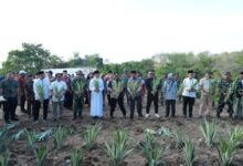 Pesantren As'adiayah Sengkang Siapkan Lahan 100 Hektare untuk Pertanian dan Peternakan, Dukung Program Ketahanan Pangan Sulsel