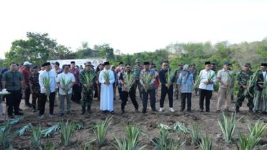 Pesantren As'adiayah Sengkang Siapkan Lahan 100 Hektare untuk Pertanian dan Peternakan, Dukung Program Ketahanan Pangan Sulsel