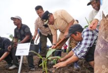 500 Petani Sidrap Siap Budidaya Pisang di Lahan Seluas 2.000 Hektare