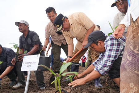 500 Petani Sidrap Siap Budidaya Pisang di Lahan Seluas 2.000 Hektare
