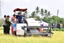 Petani Pinrang Pesta Panen Padi di Musim Kemarau, Pj Gubernur Optimistis Surplus 2 Juta Ton Beras Tercapai