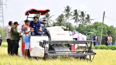 Petani Pinrang Pesta Panen Padi di Musim Kemarau, Pj Gubernur Optimistis Surplus 2 Juta Ton Beras Tercapai