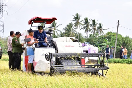 Petani Pinrang Pesta Panen Padi di Musim Kemarau, Pj Gubernur Optimistis Surplus 2 Juta Ton Beras Tercapai