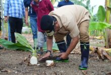 Tanam Beragam Jenis Hortikultura, Pj Gubernur Bahtiar Kunjungi Desa Damai di Sidrap