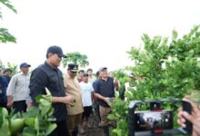 Di Desa Talumae Sidrap, Pj Gubernur Bahtiar Tanam Cavendish dan Panen Lemon Sidenreng