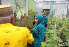 Kunjungi Screen House NFT Sayur di Soppeng, Sofha Marwah Kagumi Penggunaan Teknologi Pertanian